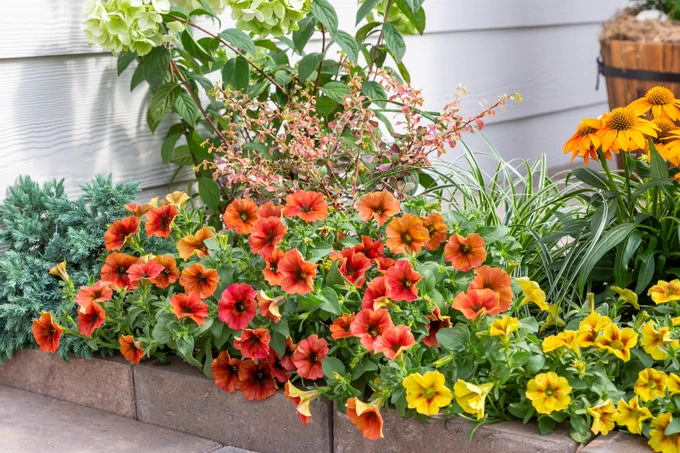 Petchoa is known for being a mix of two annual favorites: the Calibrachoa and the Petunia. They work nicely alongside perennials like mums, Rudbeckia and  Heuchera,  or annuals like Coleus and ornamental peppers. Petchoa is a spreading and trailing plant that covers the ground or adds a draping effect to containers with pops of color. With easy care, just make sure to water regularly and place in an area that receives a lot of sun and has well-draining soil.