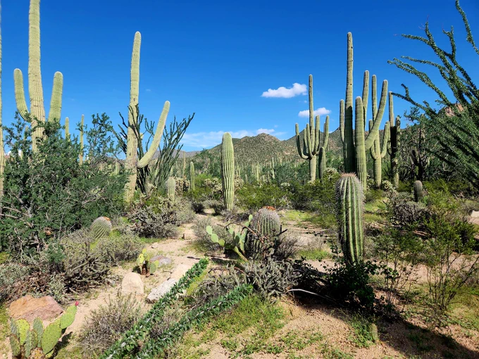 Cactus and mountains at Saguaro National Park