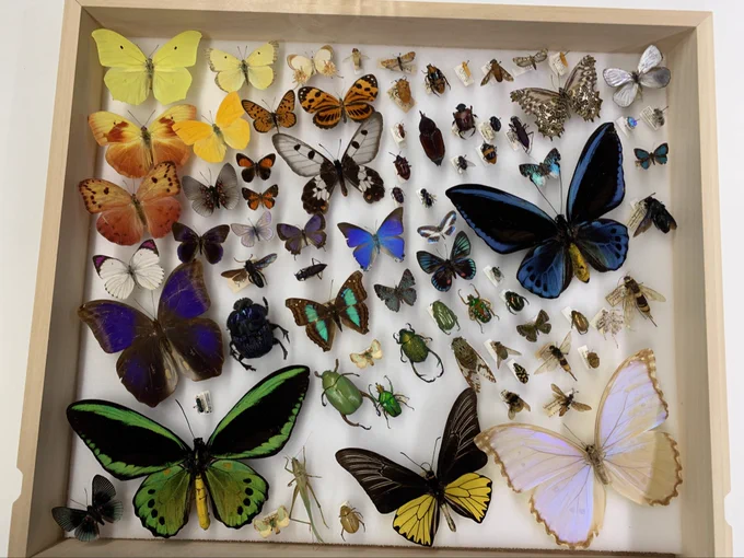 An insect drawer full of colorful Lepidoptera from the Cornell University Insect Collection