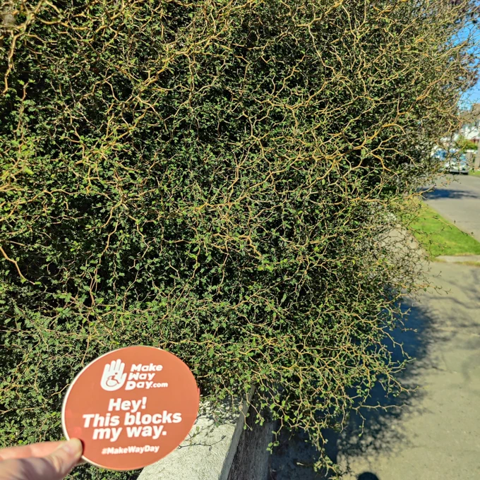 A overgrown bush pushing well over the wall and into the face of the unwary pedestrian