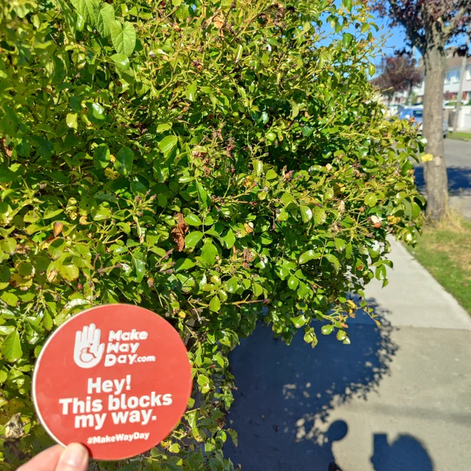 A large spikey bush grown over the pavement