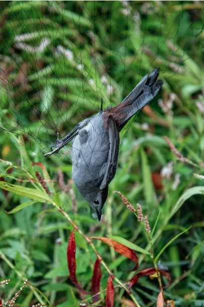 Photo by Clay Billman. Against a backdrop of smartweed, a Gray Catbird hangs in the pocket of a fine, mesh net used for catching wild birds. The catbird is dark, slaty gray with black cap, bill, eyes, and legs. It is upside-down and the rusty undertail coverts are visible. 