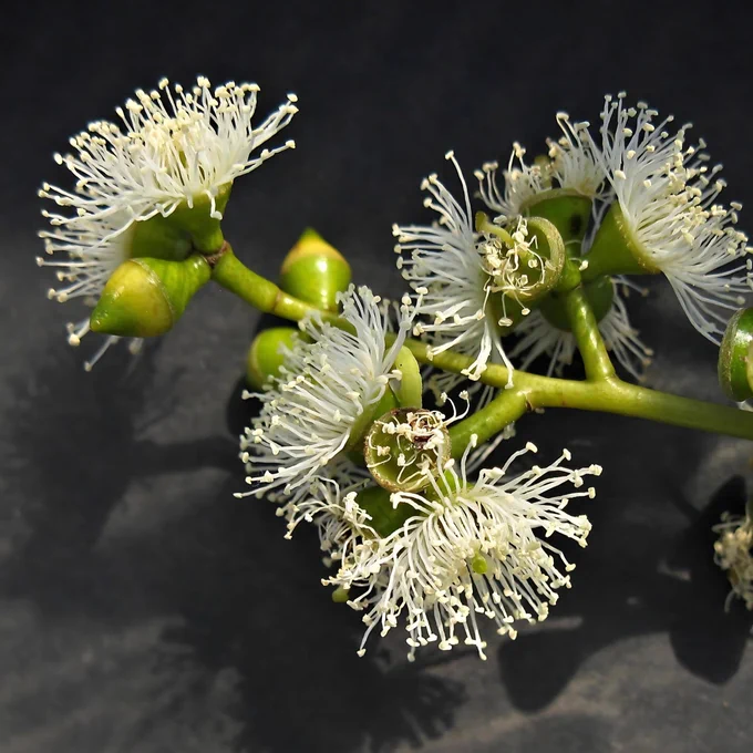 📷 Eucalyptus viminalis by Geoff Carle available under CC BY-NC-SA 4.0 at https://vicflora.rbg.vic.gov.au/flora/taxon/4986f096-0923-4a4b-8d65-fbb209ae0042#&gid=1&pid=11