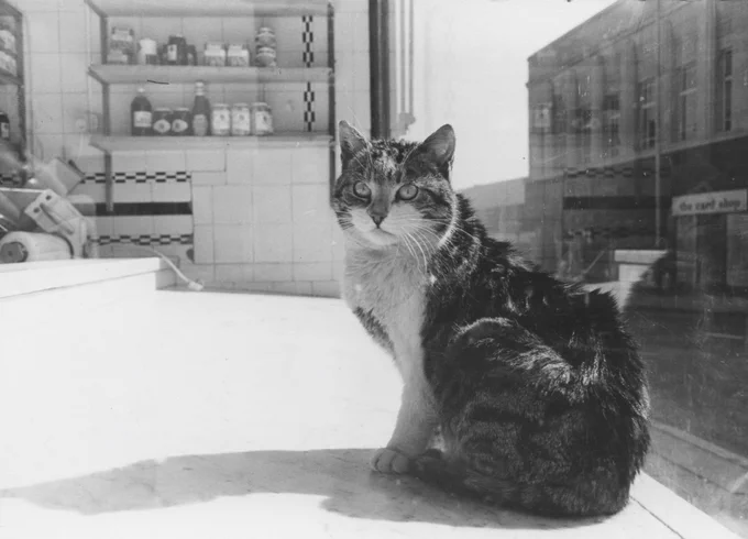 Black and white photo of Colne from the 1970s of a fluffy cat sitting on a table. Through the window can be seen buildings