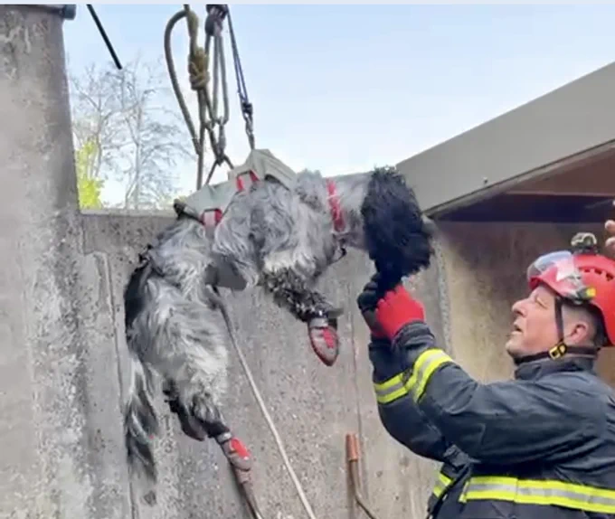 barney the dog in a harness with his handler tim