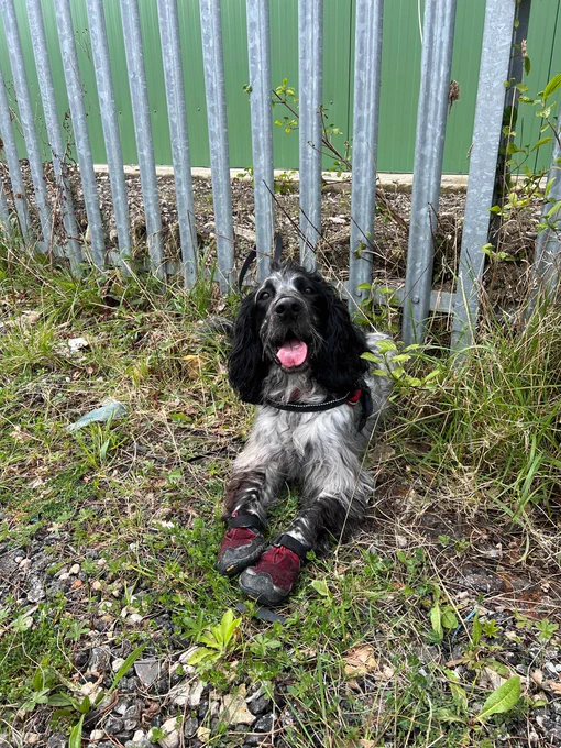 photo of a dog looking at the camera