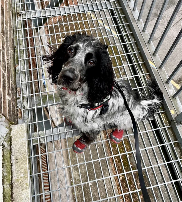 barney the dog looking at the camera