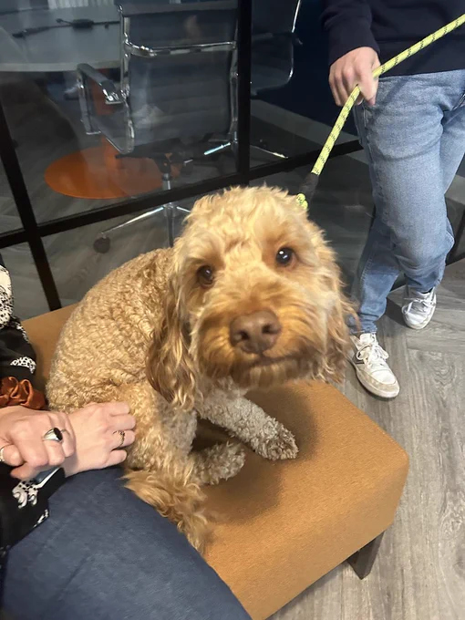 A friendly dog sitting beside the table at Delio’s Macmillan Coffee Morning.