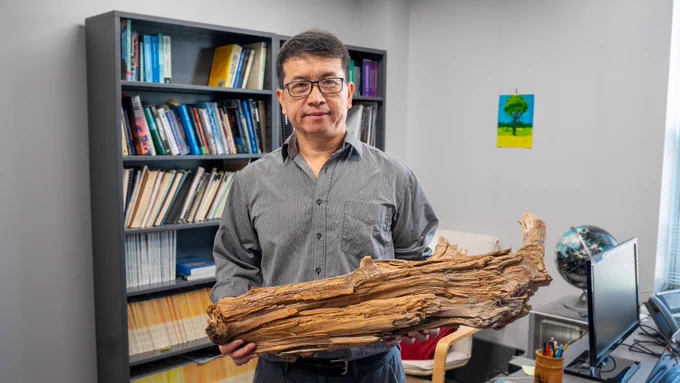 Ning Zeng and other researchers discovered this 3,775-year-old preserved log while conducting a wood vaulting pilot project in Quebec, Canada.