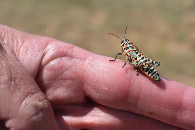 A colorful grasshopper sits perched on the end of a human hand. 