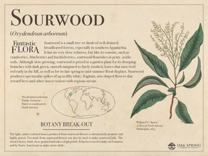 Sourwood is a small tree or shrub of well-drained, broadleaved forests, especially in southern Appalachia. It has no very close relatives, but like its cousins, such as cranberries, blueberries and huckleberries, sourwood flourishes in peaty, acidic soils. Although slow-growing, sourwood is prized as a garden plant for its drooping branches with dark green, smooth margined to finely toothed, leaves that turn vivid red early in the fall, as well as for its late spring to mid-summer floral displays. Sourwood produces spectacular spikes of up to fifty white, fragrant, urn-shaped flowers that reward bees and other insect visitors with copious nectar. 

The light, amber-colored honey produced from sourwood flowers is distinctively aromatic and highly prized. Tea made from sourwood flowers can also be used to make sourwood jelly. The wood is heavy, hard, close-grained and takes a high polish. It has been used to make sled runners and by Native Americans to make arrow shafts.