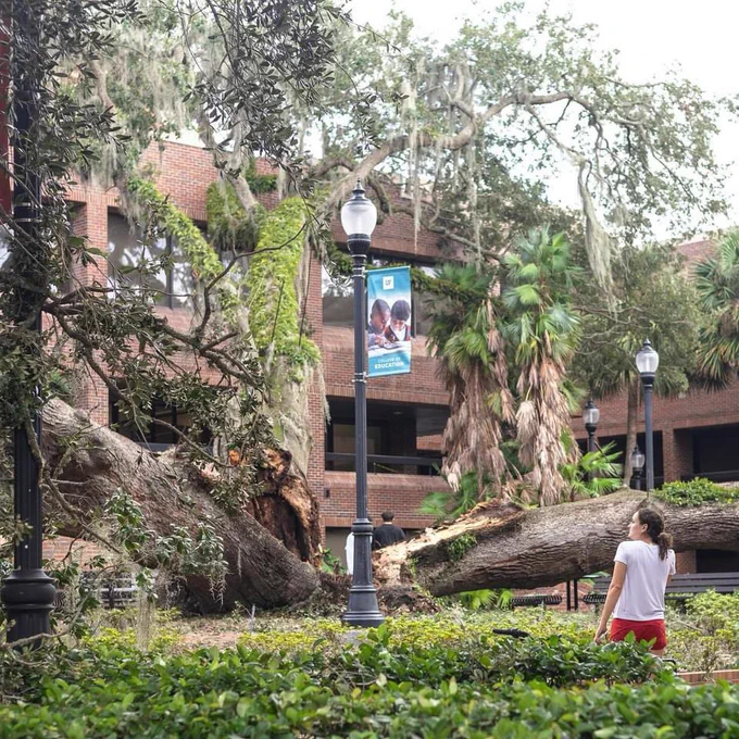 A large, uprooted oak tree lies fallen in the courtyard of the University of Florida's College of Education, its massive trunk broken and surrounded by scattered branches. A person in a white t-shirt stands nearby, gazing solemnly at the tree. The surrounding area is lined with green foliage, palm trees, and brick buildings, creating a quiet and somber atmosphere. The scene evokes a sense of loss and reflection, highlighting the strength and history of the once-mighty tree. 

Portions of this alt text were created or edited using generative AI.