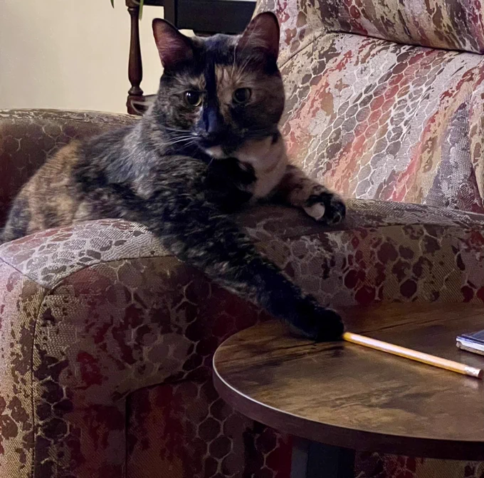 a tortoiseshell cat is elegantly draped over the arm of the chair about to push your pencil onto the floor for no reason