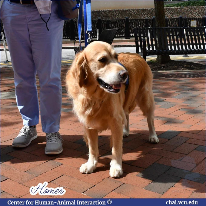 Image Description: Homer the golden retriever stands on a brick pathway alongside his handler. Text reads: Homer.
