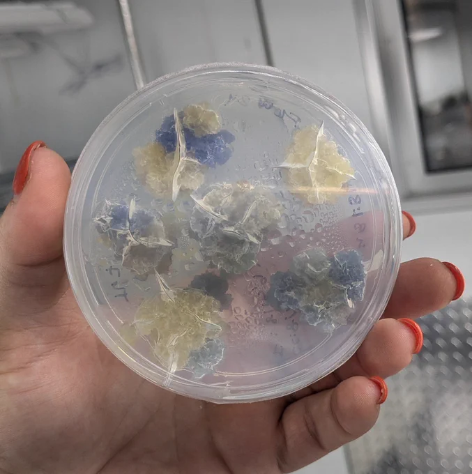 Petri dish with blue lettuce callus
