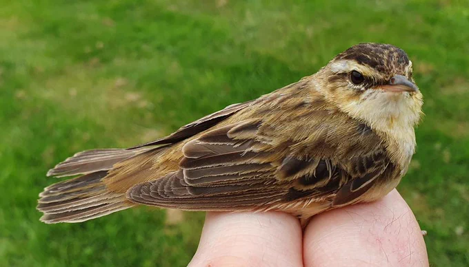 Sedge Warbler