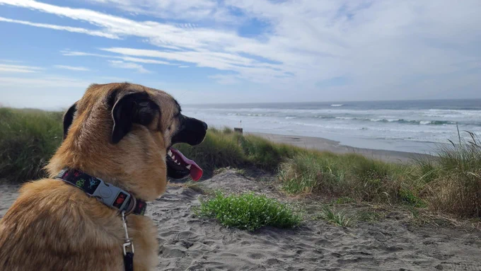 Garrus looking over the Pacific Ocean