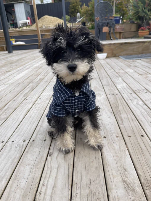 Photo of a little puppy wearing a checked shirt