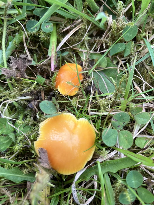 ? Vermillion waxcap? Don’t know. Will check later. Am rusty as it’s been a year!