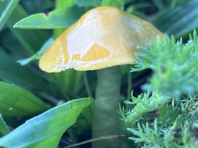 Parrot waxcap all green and yellow
