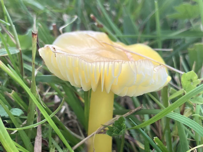 Possibly a citrine waxcap. Not up to speed yet on id this year.