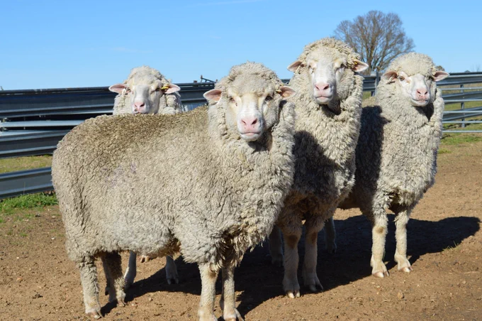 New England 2017 Drop Ewes - Top Cut to Lambs Weaned Ewes
•	Weaned 9 or 10 lambs over 5 joinings (drop average 5.9 lambs)
•	Ave 3.9kg of CFW annually over 7 shearings (drop average 3.2kg).  