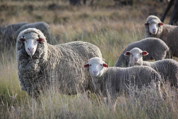 MLP Project Macquarie Ewes - Trangie NSW