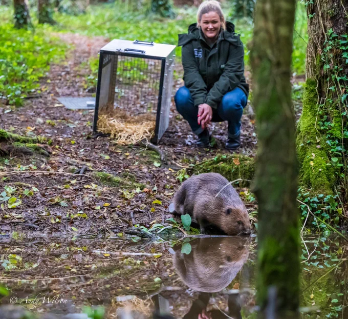 Byrti entering the water after being released by Laura Chesterfield and Alicia Leow-Dyke © The Lost Gardens of Heligan.