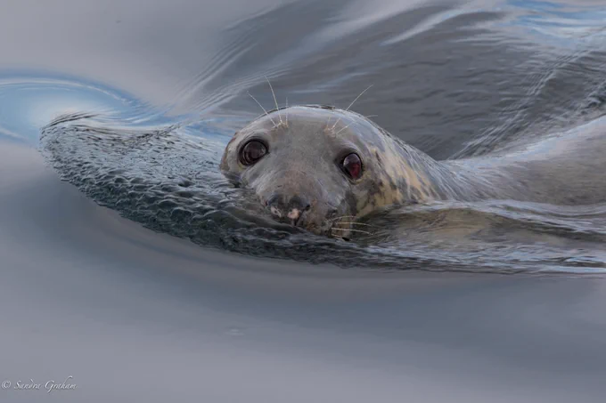 Image of a Grey Seal looking towards the camera, its eyes and nose visible above the water.