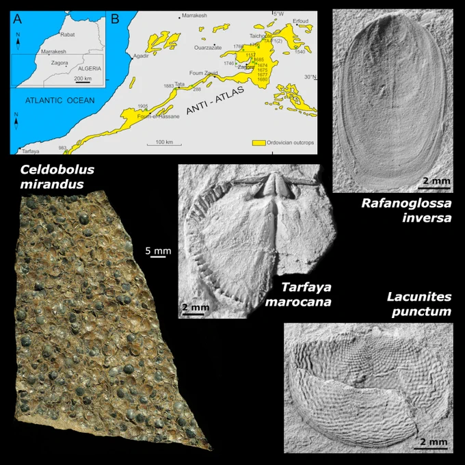 Top left: Maps of Morocco with the Atlantic on the left (in blue) and Ordovician outcrops of the Anti-Atlas in yellow. A rectangle around Zagora in a region towards the upper right shows the study area. The inset at top left shows the location on a more general map.
On the right, three black and white fossil brachiopod images: top is Rafanoglossa inversa (scale bar bottom right of image is 2 mm); middle is Tarfaya marocana (scale bar bottom left is 2 mm); bottom is Lacunites punctum (scale bar bottom right is 2 mm).
Colour photograph at bottom left is a slab containing many specimens of Celdobolus mirandus (horizontal white scale bar to right of image is 5 mm).