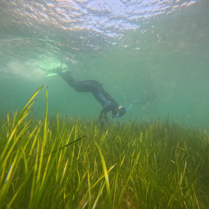 A person snorkeling underwater in a clear water, swimming above a seagrass bed. Sunlight is visible at the water's surface.