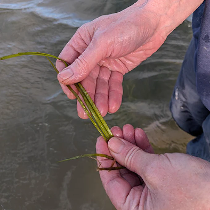 Close-up of a person's hands holding a green sea grass stem above water.