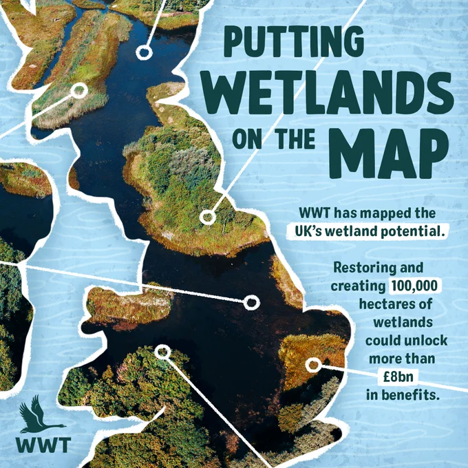 An illustration of a UK map, with a rich, thriving wetland inside of it. Markers pin-point certain areas of the map and there is text surrounding it, including a title which says 'Putting Wetlands on the Map'. The rest of the graphic explains that restoring 100,000 hectares of wetlands can unlock more than eight billion pounds in benefits. 