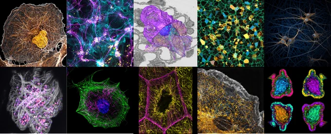 Collage of microscopy images