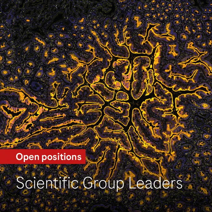 P-gp efflux transporters in the small intestine.  Staining with immunofluorescence antibodies against the efflux transporter P-glycoprotein is in yellow. Its staining co-localizes with the marker villin (red) in the apical brush border of the epithelial cells that line the intestinal wall, creating an orange co-staining pattern. 