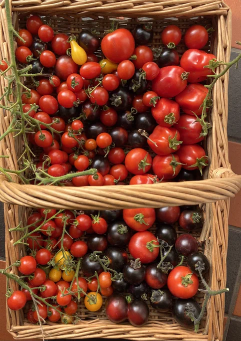 A basket filled with tomatoes, some still on the vine, some yellow, some red, some purple, some cherry, some plum, some little pear shaped. A wondrous mix of colour in a flat wicker basket
