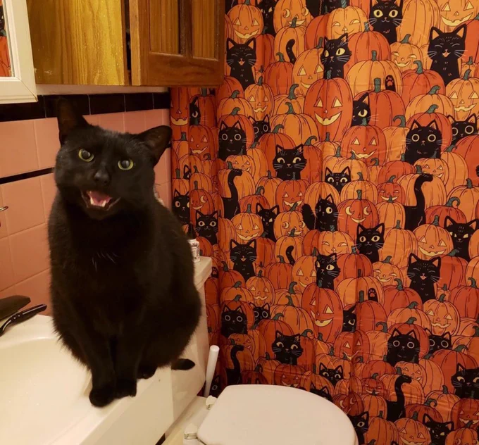black cat sitting on a bathroom sink looking happy with a shower curtain of black cats and pumpkins behind him