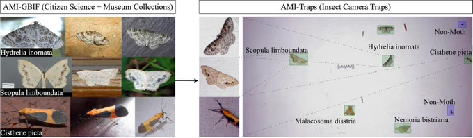 Example images illustrating how identifying insects from citizen science data is different from IDing them from a camera trap in the field.