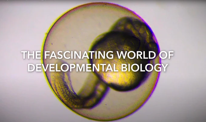Title of the film: The fascinating world of developmental biology
