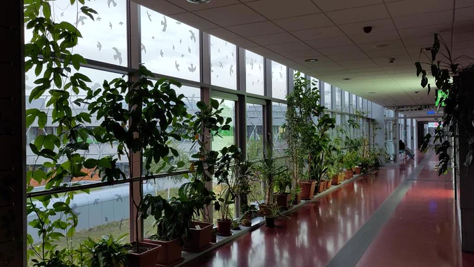 An excellent array of plants within Masaryk University's corridors