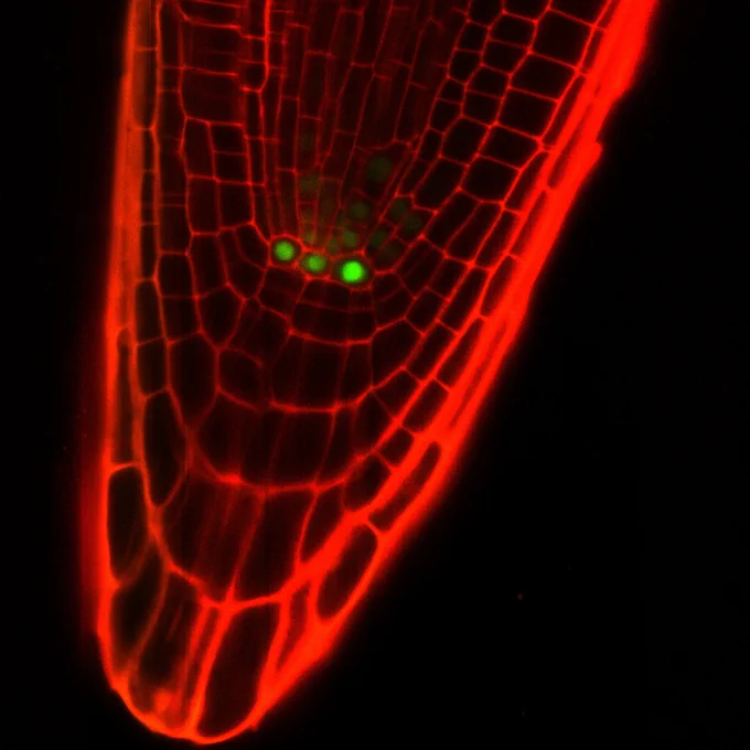 The tip of a plant root under the (fluorescence) microscope. The cells in which WOX5 is active are marked in green. Image credit: Thomas Laux / University of Freiburg
