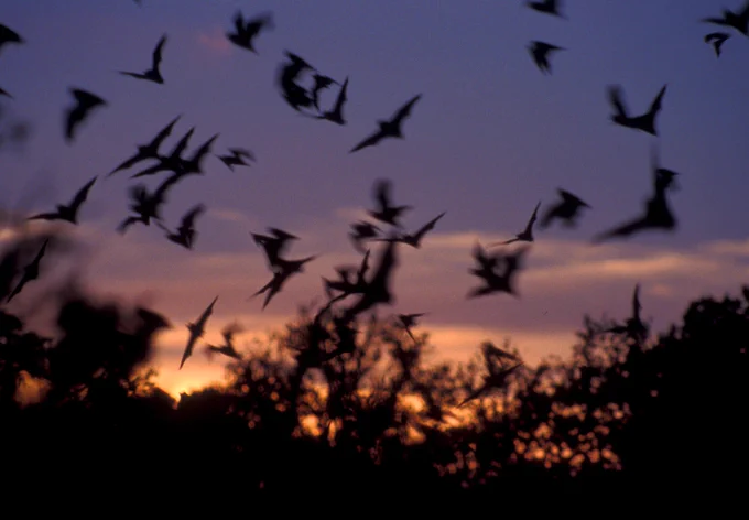 Bats flying through the air at sunset.