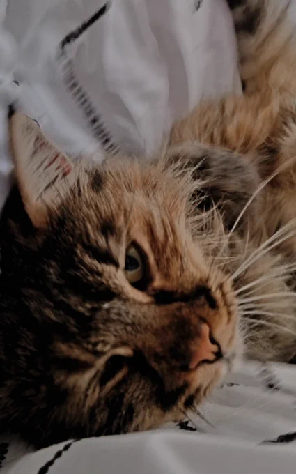Street Cat purring on bed 