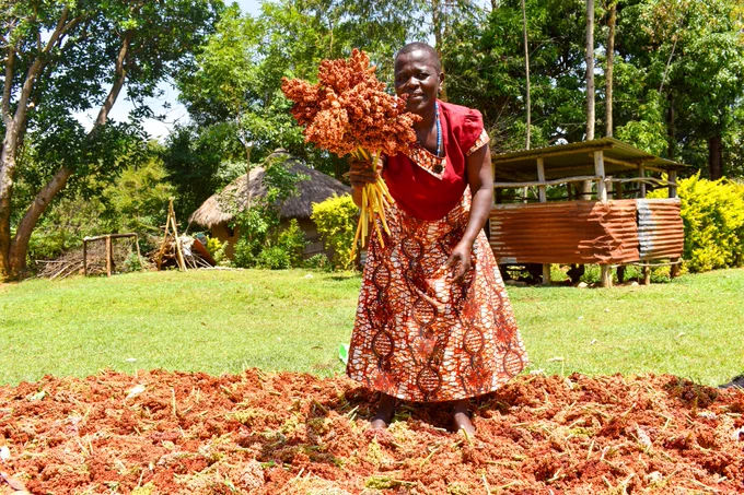 A woman dressed in red holds up harvested sorghum. 