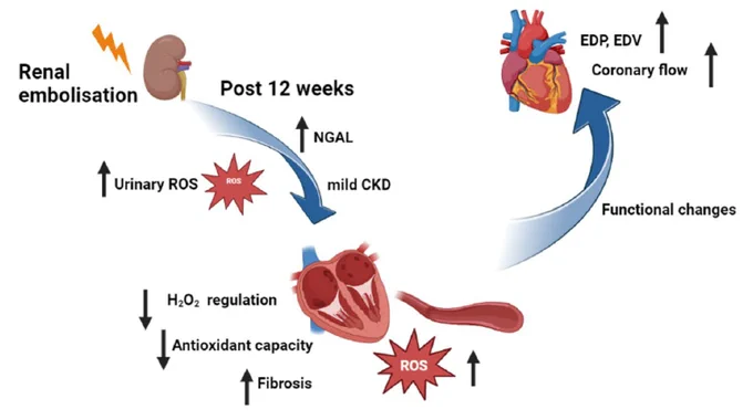 Early molecular and functional changes Post CKD in the heart.