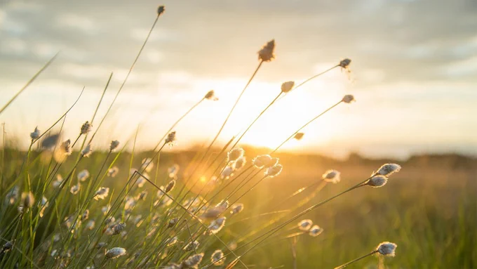 Plants swaying in the wind with a sunset on the horizon