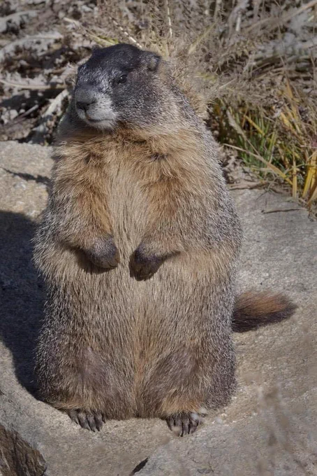 A large marmot standing upright on an outcrop at Rocky Mountain National Park.