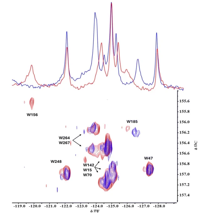First tryptophan-based 19F-13C 2DNMR spectrum. Apo FAcD (red), substrate mimetic-bound FAcD (blue)