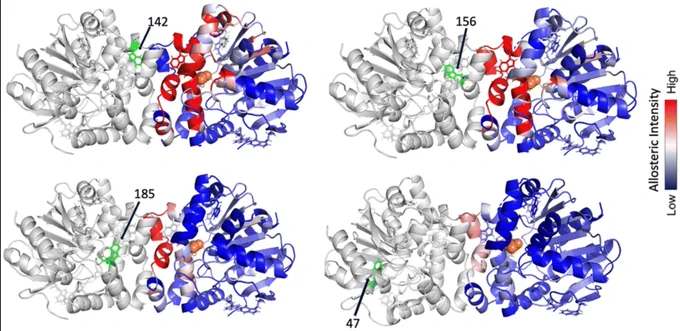 Allosteric transmission network between allosterically coupled tryptophan residues in FAcD.