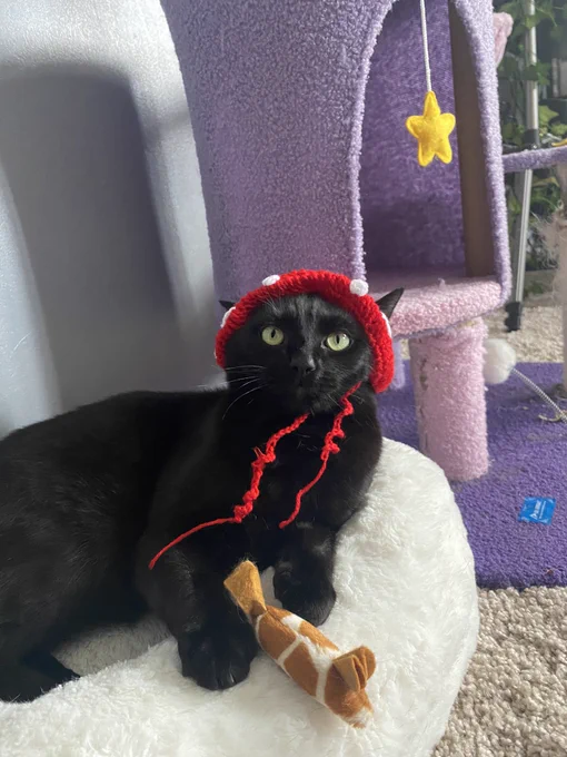 Black cat sat in his bed with a toy mouse, wearing a mushroom crochet hat